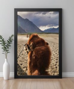 Discover Ladakh's Majesty: Bactrian Camel Framed Poster in Hunder's Sand Dunes