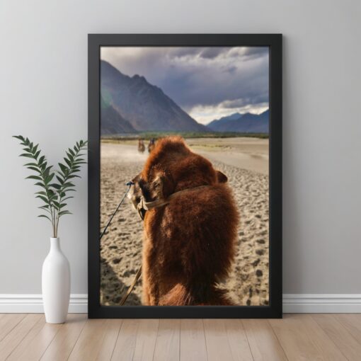 Discover Ladakh's Majesty: Bactrian Camel Framed Poster in Hunder's Sand Dunes