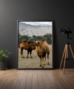 Discover Ladakh's Beauty: Bactrian Camels in Hunder Sand Dunes Framed Poster