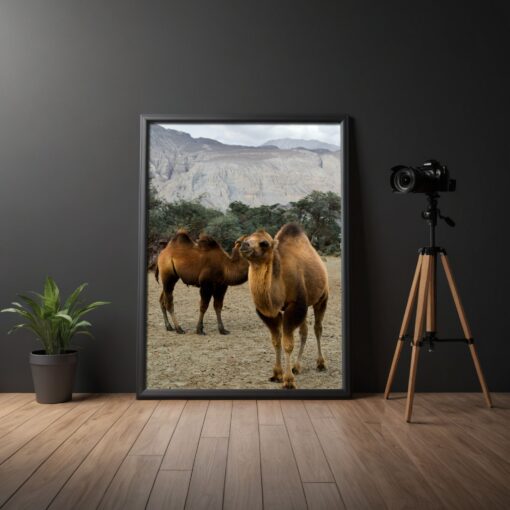 Discover Ladakh's Beauty: Bactrian Camels in Hunder Sand Dunes Framed Poster